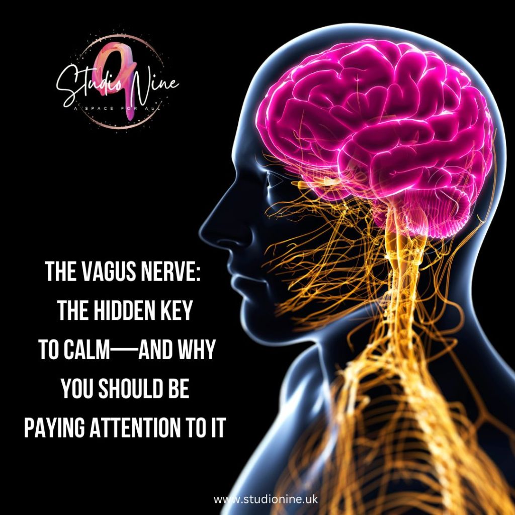 The Vagus Nerve: The Hidden Key to Calm—And Why You Should Be Paying Attention to&nbsp;It